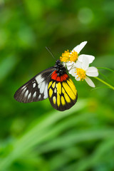 butterfly on flowers