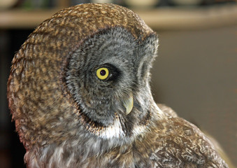 Closeup of a Barn Owl