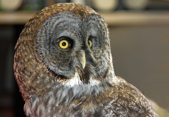 Closeup of a Barn Owl