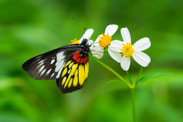 butterfly on flowers