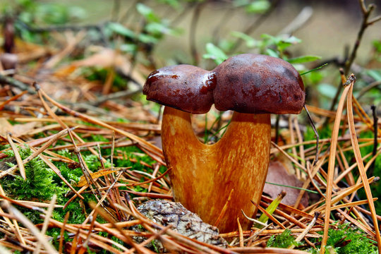 Mushroom twins xerocomus badius