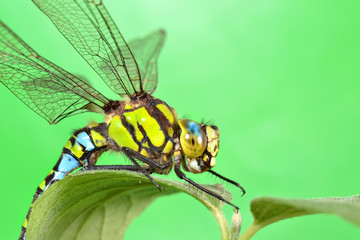 portrait of a dragonfly on a green leaf