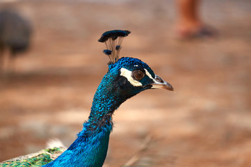 Obraz premium Close up of peacock head in Kos.