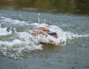 Happy american staffordshire terrier dog running in the water