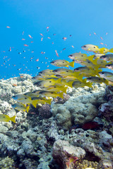 Fototapeta na wymiar coral reef with shoal of goatfishes in tropical sea, underwater