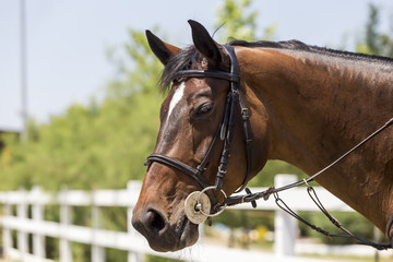 Fototapeta premium Close up of the horse with nature background