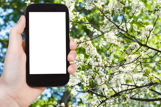 smartphone and cherry spring blossoms