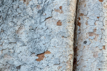 Surface or texture of big tree.