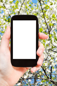 smartphone and blossoming apple tree