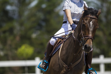 Unknown rider on a horse during competition matches riding round