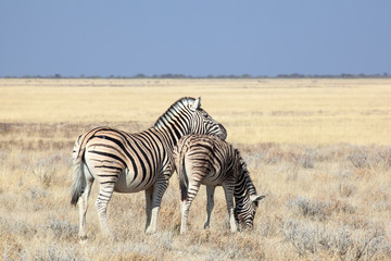 Fototapeta na wymiar Zebre nella savana della Namibia