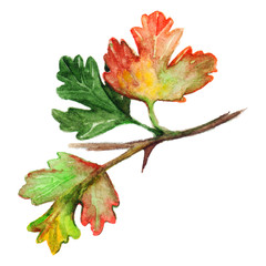 Fototapeta premium Watercolor green yellow orange red gooseberry leaf branch isolated