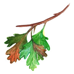 Naklejka premium Watercolor green yellow orange red gooseberry leaf branch isolated