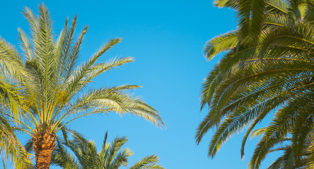 Obraz na płótnie Canvas Beautiful palm trees, Salou, Spain