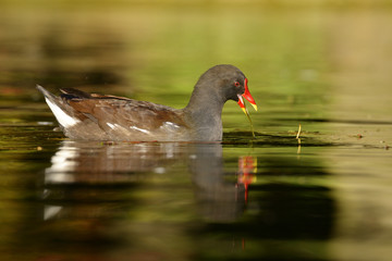 Moorhen