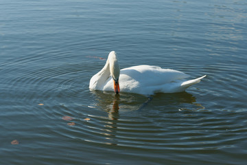 Лебедь в пруду