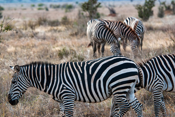 Fototapeta na wymiar Zebras in Tsavo East National Park
