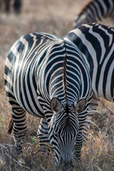 Zebras in Tsavo East National Park