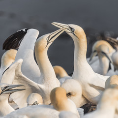 Wild migrating gannets at island Helgoland, Germany, summer time