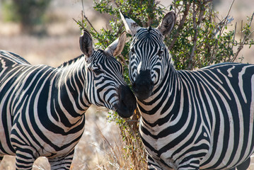 Zebras in Tsavo East National Park