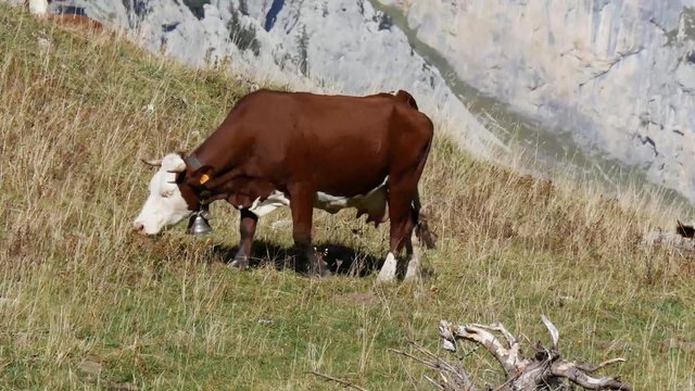 cows grazing in the mountain pastures 
