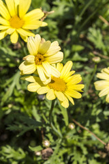 Yellow daisy