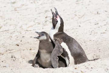 Obraz premium mother and chicken penguin in national park colony south africa
