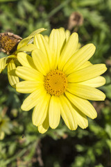 Yellow daisy