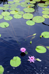 Lotus water lilies in pond