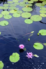 Acrylic prints Waterlillies Lotus water lilies in pond