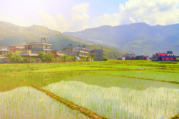 paddy fields in Nepal