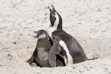 Fototapeta premium mother and chicken penguin in national park colony south africa