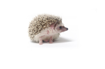 Hedgehog