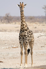 giraffe looking in cam, namibia