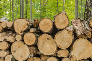 pile of wood trunks stored in a forest