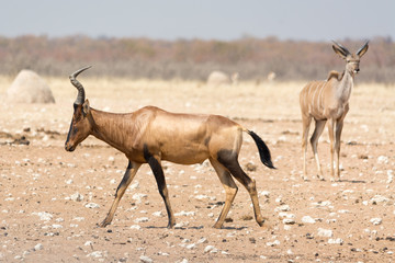 red hartebeest on the walk in namibia
