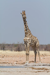Obraz na płótnie Canvas giraffe standing still and ovserving for predators in namibia