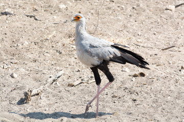 secretary bird in namibia desert
