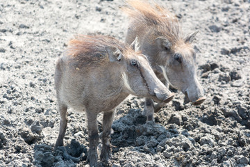 two warthogs in namibia