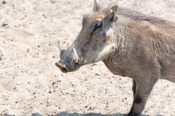 warthog head portrait