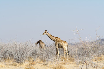 two giraffes searching for food in akazia field