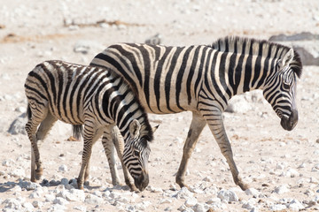 Obraz na płótnie Canvas zebra with kitten