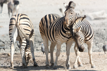Fototapeta na wymiar three zebras in touch