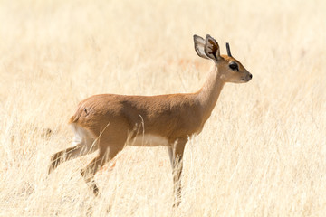 steenbock walking