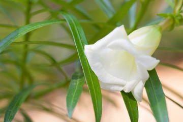 White flowers