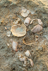 Fossil shells in the petrified forest of Cape Maleas in Laconia, Greece