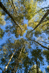 ein schöner Birkenwald im Herbst
