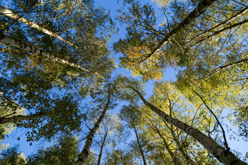 ein schöner Birkenwald im Herbst