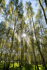 Fototapeta premium ein schöner Birkenwald im Herbst