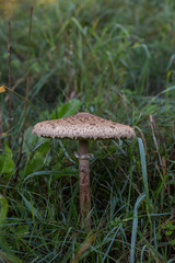 Pilzsorte Macrolepiota procera 